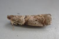 Acrobasis consociella