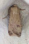 Agrotis trux
