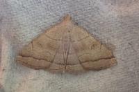 Herminia tarsicrinalis