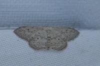 Idaea seriata