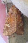 Amphipoea oculea