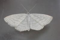 Scopula caricaria
