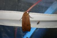Noctua pronuba