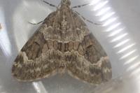 Thera britannica