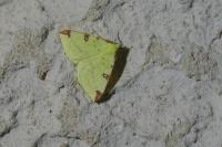 Opisthograptis luteolata