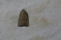 Noctua interjecta