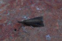 Chilo phragmitellus