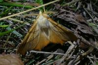Ennomos fuscantaria