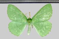 Geometra papilionaria