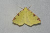 Opisthograptis luteolata