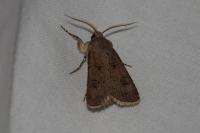 Agrotis bigramma