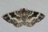 Epirrhoe alternata
