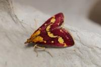 Pyrausta purpuralis
