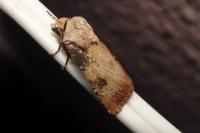 Agrotis puta