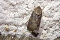Agrotis bigramma