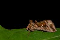 Autographa jota