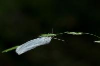 Coscinia cribraria cribraria