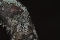 Cryphia simulatricula