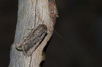 Dichagyris signifera