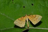 Gandaritis pyraliata