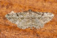 Peribatodes rhomboidaria rhomboidaria