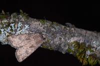 Agrotis bigramma