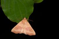 Atethmia centrago