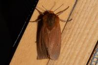 Phragmatobia fuliginosa