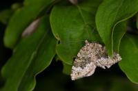 Colostygia olivata