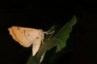 Crocallis elinguaria