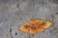 Cyclophora albiocellaria