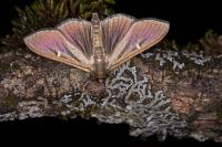Cydalima perspectalis