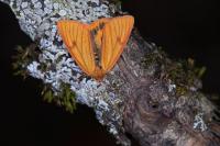 Diacrisia sannio