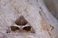 Dysgonia algira
