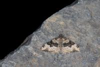 Epirrhoe galiata