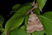 Eugnorisma depuncta