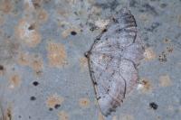 Odontognophos dumetata