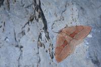 Hylaea fasciaria