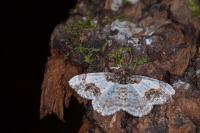 Ligdia adustata