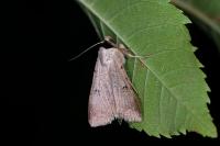Lygephila craccae