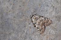 Meganola strigula
