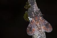 Notodonta dromedarius