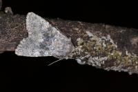 Polymixis dubia
