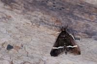 Pyrausta cingulata
