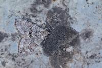 Thera obeliscata