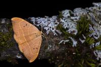 Watsonalla binaria