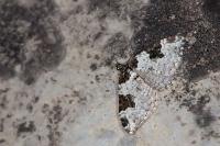 Xanthorhoe fluctuata
