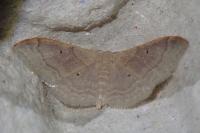 Idaea degeneraria