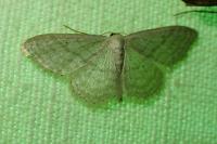 Idaea subsericeata