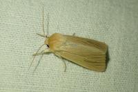 Mythimna pallens